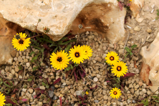 Reichardia Tingitana flowers under the sun