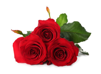 Beautiful red roses on white background. St. Valentine's day celebration