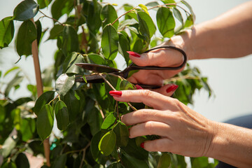 woman's hands pruning a bush outdoors