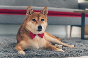 Shiba Inu Japanese dog with tie bowtie red on the carpet near sofa in living room. Pet Lover concept. animal portrait with copy space