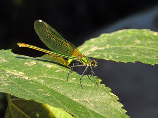close up of a dragonfly