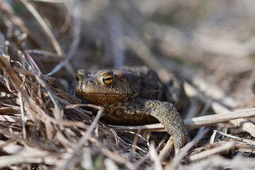 Large brown toad with yellow eyes among the grass
