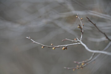 A lonely branch of a bush with swollen buds