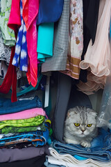 A gray tabby cat in a closet among many feminine items.