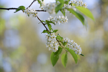 Lush white branches of spring bird cherry in the forest