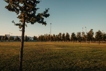 plantation of young sycamores on green lawn