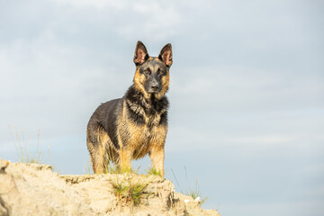 Fototapeta na wymiar A beautiful young female German Shepherd is on a sand dune and looks fixated down to the photographer with beautiful upright ears and a fierce glance with the backdrop of a sky with clouds veil