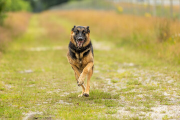 A beautiful young female German Shepherd comes galloping at full speed right to the camera with her front legs and head in close up against a blurred background