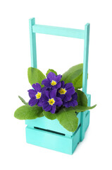 Beautiful primula (primrose) plant with purple flowers in wooden crate isolated on white. Spring blossom