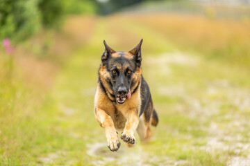 A beautiful young female German Shepherd comes galloping at full speed right to the camera with her front legs and head in close up against a blurred background