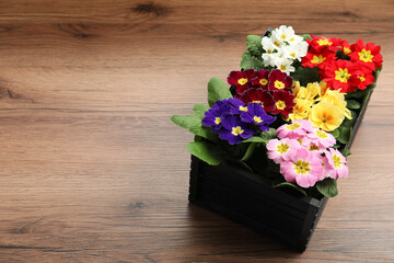 Primrose Primula Vulgaris flowers on wooden background, space for text. Spring season