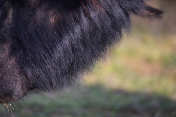 Domestic water buffalo, neck feathers.