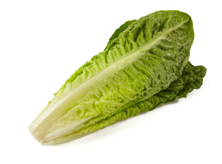 roman lettuce isolated on white background