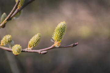 Yellow fluffy pussy willow twig, branch in Easter spring on blurry light brown background