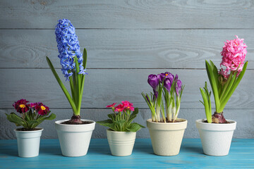 Different flowers in ceramic pots on light blue wooden table