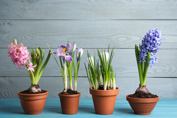 Fototapeta na wymiar Different flowers in ceramic pots on light blue wooden table
