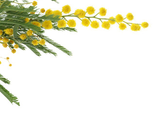 Beautiful mimosa plant with yellow flowers on white background