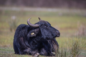 The hippo or domestic Asian hippo is a large bovidae that originated in South Asia. In Turkey buffaloes are cattle raised to serve agricultural activities.