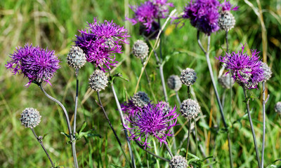 Burdock blooms in the meadow