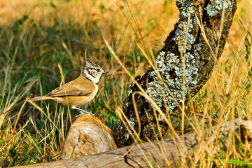 Crested Tit, Parus cristatus, Mediterranean Forest, Castile and Leon, Spain, Europe