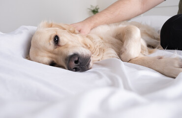 A cheerful dog lies on a bed with a white blanket. Happy golden retriever in the bedroom. The concept of animals in the house.