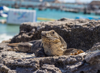 mexican caribbean coast