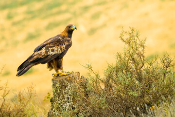 Golden Eagle, Aquila chrysaetos, Mediterranean Forest, Castile and Leon, Spain, Europe