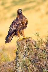 Golden Eagle, Aquila chrysaetos, Mediterranean Forest, Castile and Leon, Spain, Europe