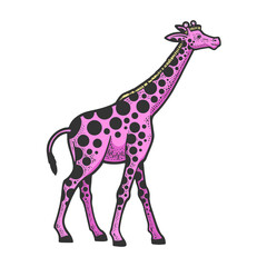 Giraffe animal with circles spots pink color sketch engraving vector illustration. T-shirt apparel print design. Scratch board imitation. Black and white hand drawn image.