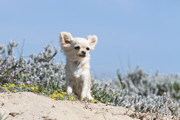 Chihuahua assis dans les dunes
