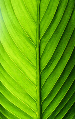 beautiful fresh green spathifyllum leaves
