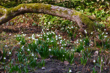 Blühende Märzenbecher im Park