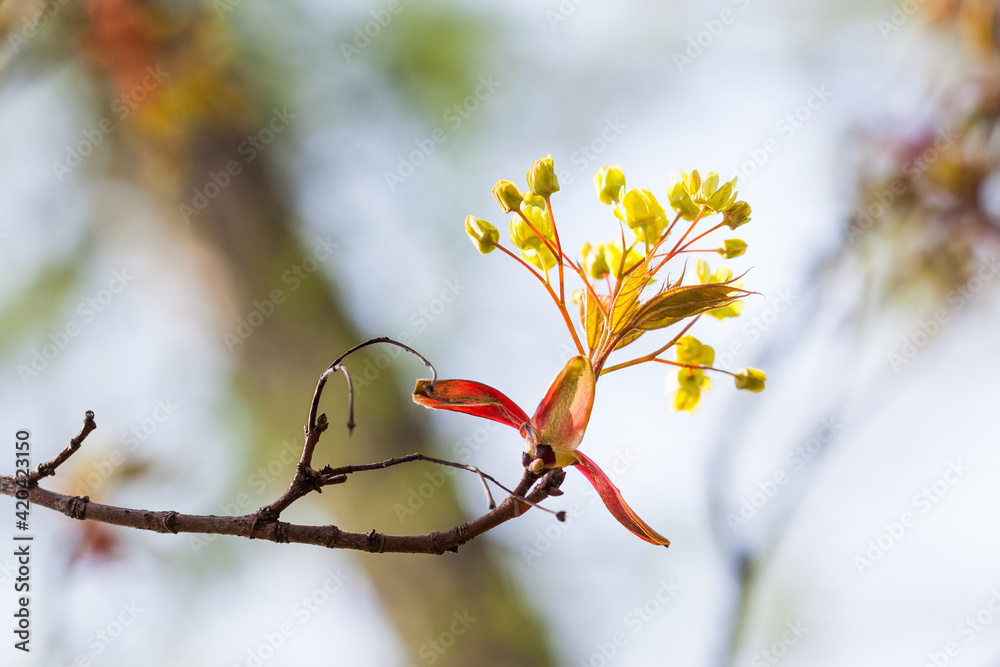 Wall mural blossoming red maple tree branch on blurred background. beautiful spring time floral wallpaper. shal