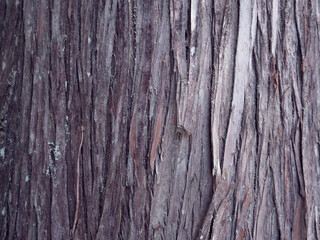 杉の幹