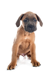 puppy cane corso