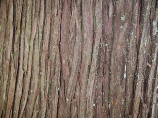 Obraz premium 杉の幹