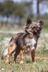 Chihuahua debout dans une prairie