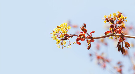 Blossoming red maple tree branch on blue sky background. Beautiful spring time floral wallpaper