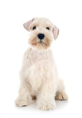 miniature schnauzer in studio