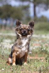 Chihuahua assis dans l'herbe rempli de fleures