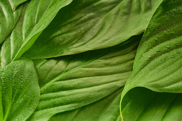 beautiful fresh green spathifyllum leaves