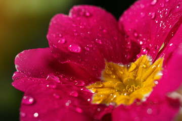 Fototapeta na wymiar Closeup view of beautiful blooming flower with dew drops