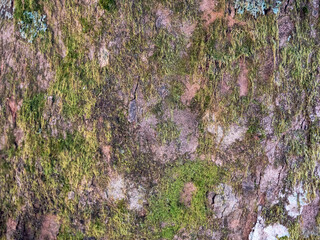 木の幹　アップ