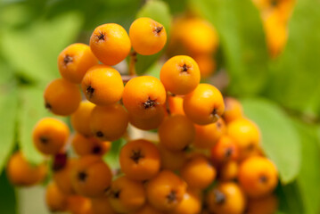 A close up image of small bright yellow berries