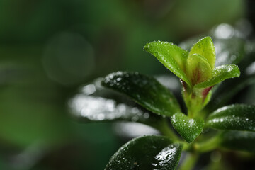 Fototapeta na wymiar Closeup view of beautiful green leaves with dew drops, space for text