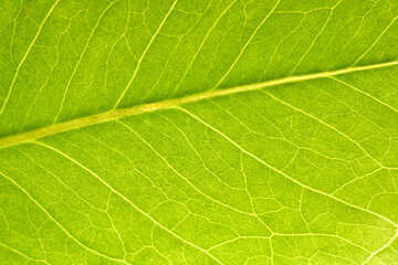 Fototapeta na wymiar beautiful fresh green spathifyllum leaves
