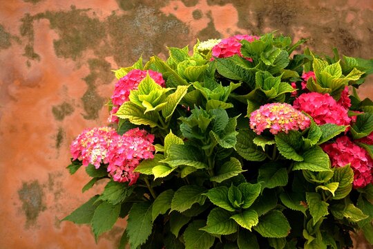 1 619 最適な アジサイの新芽 画像 ストック写真 ベクター Adobe Stock