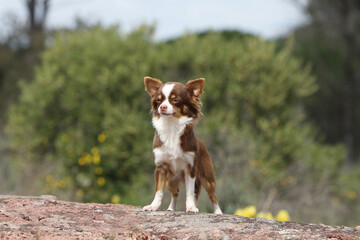 Chihuahua debout et attentif en plein nature 