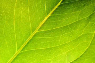 Fototapeta premium beautiful fresh green spathifyllum leaves