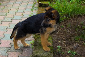 german shepherd puppy exploring the garden